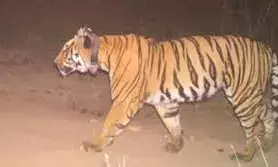 चंद्रपुर में भेड़ों की झुंड के बीच सो रहे चरवाहे की बाघ ने ले ली जान