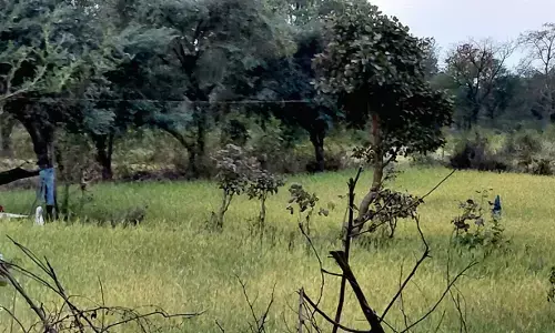 खेत में कटाई के लिए पककर तैयार हुई गेहूं की फसल