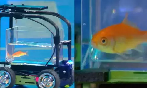मछली ने गाड़ी चलाकर बना डाला गजब का वर्ल्ड रिकॉर्ड, एक मिनट में 40 फीट की यात्रा कर ली तय