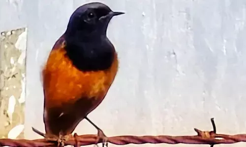 पन्ना के मेहमानों में थिरथिरा का जलवा, प्रवासी पक्षी ब्लैक रेडस्टार्ट की शानदार वापसी