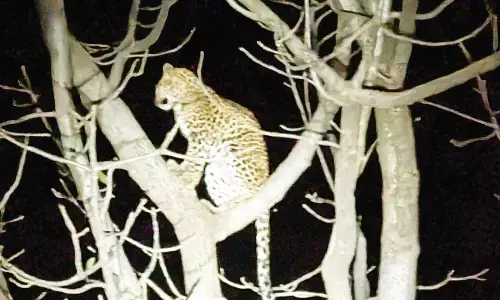 भंडारा में सीतासावंगी-चिखला मार्ग के खेत में एकसाथ नजर आए 3 तेंदुए, मची अफरातफरी