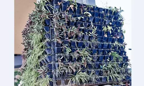 फ्लाईओवर के नीचे खंभों पर लगाए गए हैंगिंग गमलों के सूख रहे पौधे