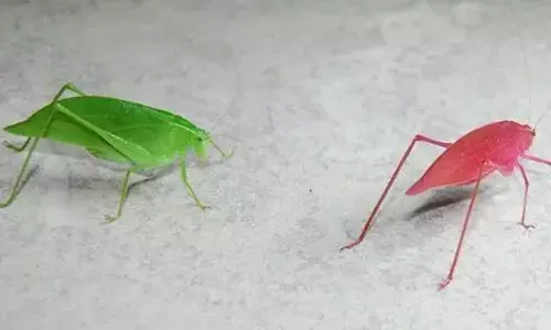 11 दिन में ही गुलाबी से हरे में तब्दील हुआ ये अनोखा कीड़ा, साइंटिस्ट्स भी हुए हैरान, जानें