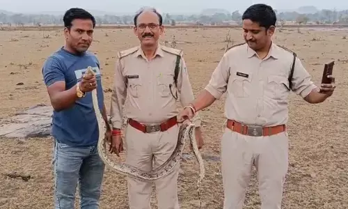 किसान के खेत से वन विभाग की टीम ने किया अजगर का रेस्क्यू