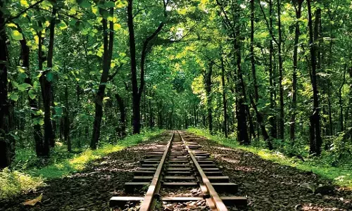 वन पृथ्वी के फेफड़े हैं - परेशानी की बात है कि नागपुर का हरित क्षेत्र 31 से घटकर 25 फीसदी हुआ