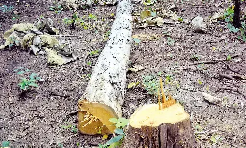 तीन साल में 2.02 लाख पेड़ों की राज्य में अवैध कटाई, वन विभाग को हुआ 18 करोड़ रुपए से अधिक का नुकसान