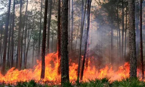 जंगल धधकने से पहले बुझा दी जाएगी आग, ग्रामीणों को भी किया गया सचेत, 190 फायर ब्लोअर और टीमें तैनात जंगल धधकने से पहले बुझा दी जाएगी आग, ग्रामीणों को भी किया गया सचेत, 190 फायर ब्लोअर और टीमें तैनात
