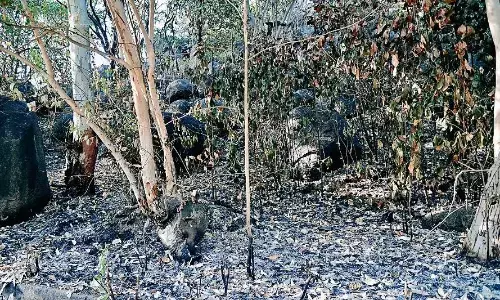 उद्यान में हर तरफ सुरक्षा का अभाव, कई बार लग चुकी है आग