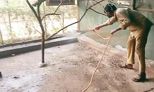 सेंट्रल हैचरी में बर्ड फ्लू का प्रकोप,  मारी जा रही हैं मुर्गियां