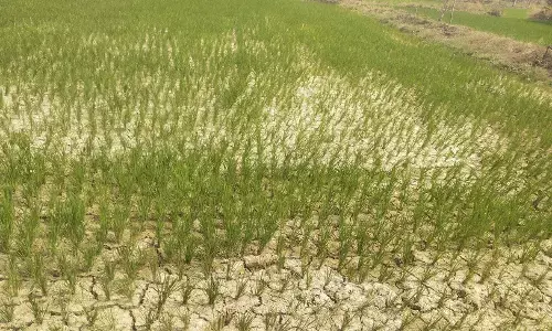 केवल 5-6 घंटे मिल रही बिजली, नहीं हो पा रही सिंचाई , सूखने लगी धान की फसल