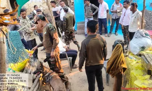 चंद्रपुर में बाघ की संदिग्ध मौत, कई अंग गायब, 4 आरोपी गिरफ्तार