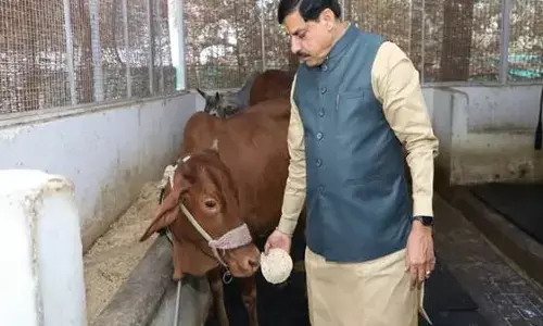 मुख्यमंत्री डॉ. यादव ने गौ सेवा कर की अपने जन्मदिन की शुरूआत