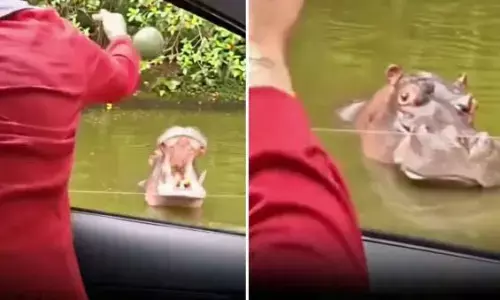 तरबूज गिर गया पानी में तो, हिप्पो ने दिया ऐसा डेथ स्टेयर, देखकर लोगों की नहीं रुकी हंसी