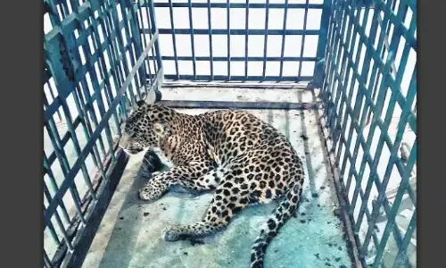 रेस्क्यू कर लाई गई मादा तेंदुआ, केनाइन डिस्टेम्पर नामक बीमारी से है पीड़ित