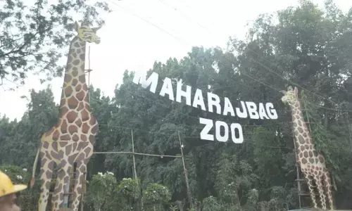 महाराजबाग को मगरमच्छ का इंतजार, लगातार कम हो रहे वन्यजीव सफेद बाघ भी नहीं आएगा