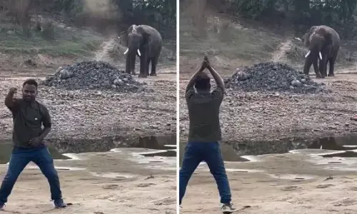 शख्स हाथी को देखकर लगाने लगा ठुमके, तो हाथी ने भी दिया साथ, वीडियो हो रहा वायरल