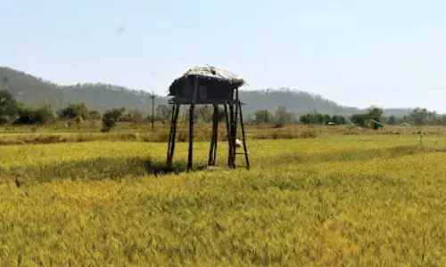 किसानों की फसल चट कर रहे वन्यजीव, हर साल बढ़ रहे हमले, पेंच टाइगर रिजर्व पर्यटकों के लिए स्वर्ग, स्थानीयों के लिए बना खतरा