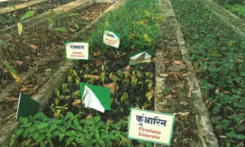 आमा रोपणी में सहेजी जा रही हैं विलुप्त होती दुर्लभ औषधियां