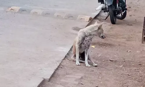 पन्ना में आवारा कुत्तों का तांडव, जिला अस्पताल के सामने पागल कुत्ते ने आधा दर्जन लोगों को बनाया निशाना पन्ना में आवारा कुत्तों का तांडव, जिला अस्पताल के सामने पागल कुत्ते ने आधा दर्जन लोगों को बनाया निशाना