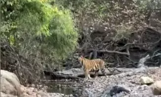 टाइगर की जल क्रीड़ा, भीषण गर्मी के बीच नदीं में अठखेलियां करता दिखा बाघ टाइगर की जल क्रीड़ा, भीषण गर्मी के बीच नदीं में अठखेलियां करता दिखा बाघ