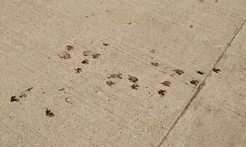 साकोली में नजर आए भेड़िए के पगमार्क,नागरिकों में दहशत