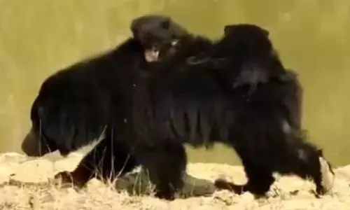 प्यास बुझाने के लिए 3 शावकों को पीठ पर लेकर 3 किमी चली मादा भालू