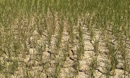 गोंदिया जिले के किसान परेशान, खेतों में पड़ीं दरारें, सूखने लगी फसलें