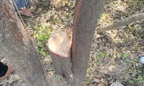 उचेहरा थाना क्षेत्र के बगिया से चंदन के 8 पेड़ काट ले गए चोर