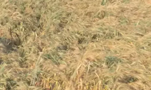 अमरावती में तीन दिन की बेमौसम बारिश से 5 हजार हेक्टेयर से अधिक फसलें बर्बाद