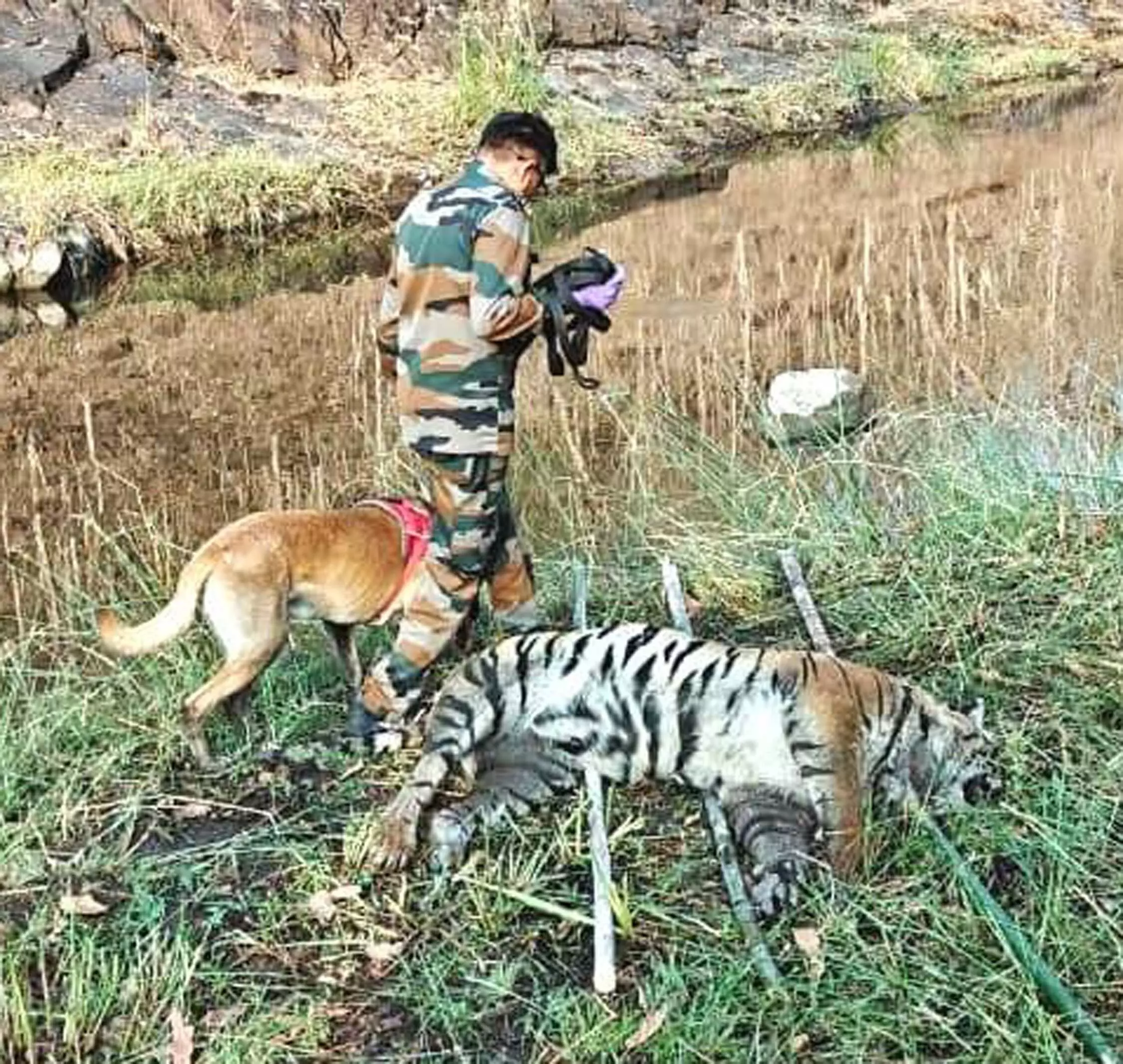 महाराष्ट्र-मध्यप्रदेश के वनक्षेत्र में बाघ का शव मिला, जहर देने की आशंका