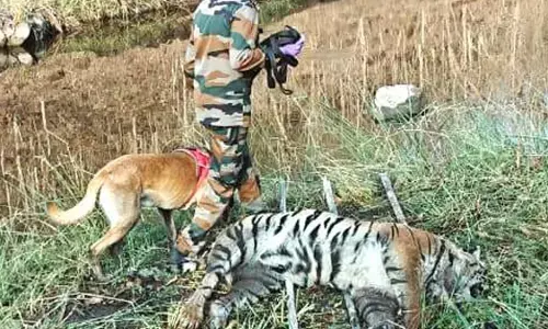 महाराष्ट्र-मध्यप्रदेश के वनक्षेत्र में बाघ का शव मिला, जहर देने की आशंका महाराष्ट्र-मध्यप्रदेश के वनक्षेत्र में बाघ का शव मिला, जहर देने की आशंका