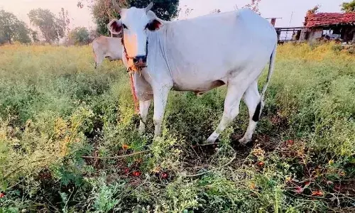 भाव नहीं मिलने से निराश होकर खेत में छोड़ दिए बैल, टमाटर के लुढ़के दाम, संकट में किसान भाव नहीं मिलने से निराश होकर खेत में छोड़ दिए बैल, टमाटर के लुढ़के दाम, संकट में किसान