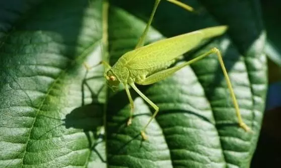 दुनिया का एक ऐसा कीड़ा जिसके सिर पर नहीं हैं कान, शरीर के इस अंग से सुनता है सभी आवाजें दुनिया का एक ऐसा कीड़ा जिसके सिर पर नहीं हैं कान, शरीर के इस अंग से सुनता है सभी आवाजें