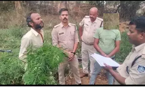 जप्त हुए गांजे के २०४ नग हरे पेड़,०१ किलो ६७० ग्राम सूखा गांजा भी बरामद, सिमरिया थाना पुलिस ने की कार्रवाही आरोपी गिरफ्तार