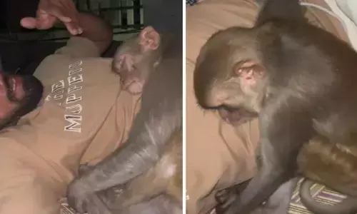 छत पर सो रहे शख्स के पास आया बंदर, फिर हुआ कुछ ऐसा कि देखकर सभी हो गए इमोशनल, वायरल हो रहा वीडियो छत पर सो रहे शख्स के पास आया बंदर, फिर हुआ कुछ ऐसा कि देखकर सभी हो गए इमोशनल, वायरल हो रहा वीडियो