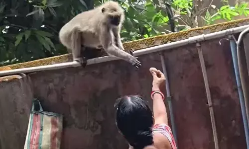 साबुन खा रहे बंदर को आलू देकर डांटने लगी महिला, तो लोगों ने कहा- मां तो मां होती है.., वीडियो हो रहा वायरल