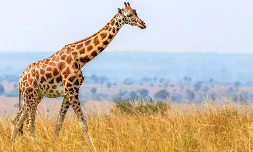 दुनिया में है एक ऐसा जानवर जिसकी नींद नहीं है ज्यादा लंबी, शरीर को तरोताजा करने के लिए लेता है सिर्फ 30 मिनट दुनिया में है एक ऐसा जानवर जिसकी नींद नहीं है ज्यादा लंबी, शरीर को तरोताजा करने के लिए लेता है सिर्फ 30 मिनट