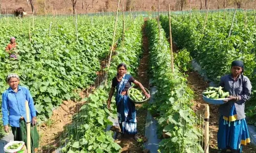 खीरा की खेती ने बदली सुभद्रा की जिंदगी खीरा की खेती ने बदली सुभद्रा की जिंदगी