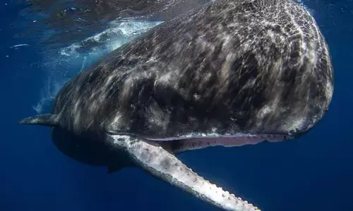 दुनिया में है एक ऐसा जीव, जिसकी उल्टी होती है बहुत ही महंगी, लग गई हाथ तो हो जाएंगे मालामाल दुनिया में है एक ऐसा जीव, जिसकी उल्टी होती है बहुत ही महंगी, लग गई हाथ तो हो जाएंगे मालामाल