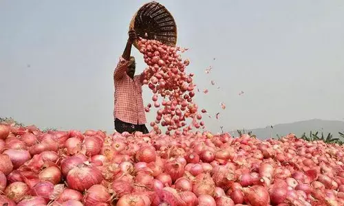 सरकारी खजाने पर भारी पड़ रहा प्याज का अधिक उत्पादन, दो साल में किसानों को 14 सौ करोड़ का अनुदान सरकारी खजाने पर भारी पड़ रहा प्याज का अधिक उत्पादन, दो साल में किसानों को 14 सौ करोड़ का अनुदान