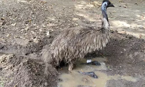 नागपुर में चढ़ते पारे के बीच महाराजबाग जू अलर्ट पर