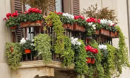 क्या आपने भी बालकनी की मुंडेर पर रखे हैं गमले, ये शौक बन सकता है बड़ा अपराध, एक्सपर्ट से जाने मिल सकती है क्या सजा