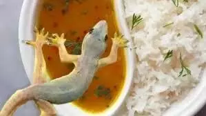 खाने के बर्तन में मिली मरी हुई छिपकली, 30 मजदूर बीमार