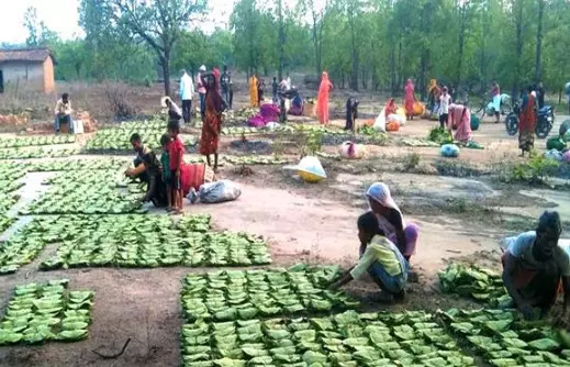 मध्यप्रदेश में महिला तेंदूपत्ता संग्राहकों के सशक्तिकरण पर पूरा फोकस, CM डॉ. मोहन यादव सरकार देगी संवेदनशील और दूरदर्शी नीतियां पर जोर