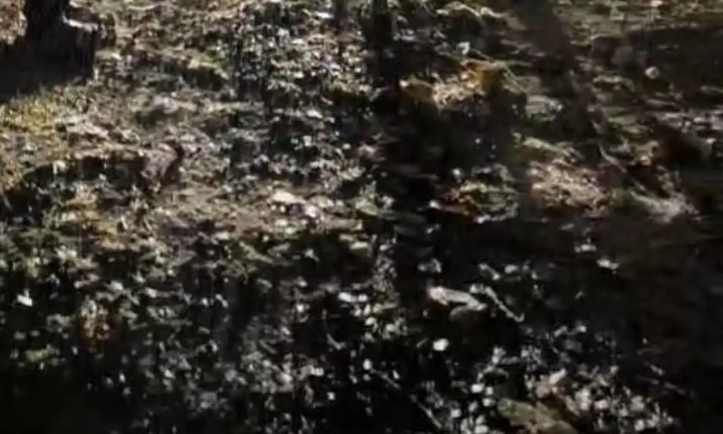 भंडारा में पलाश के पेड़ से टपक रहा पानी, लोग मान रहे चमत्कार