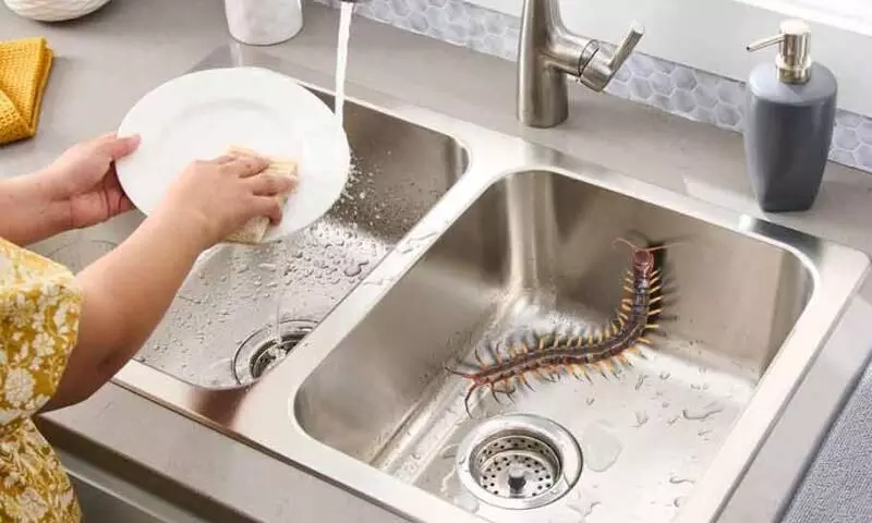 किचन और बाथरूम में आते हैं कनखजूरे? तो इन घरेलू उपायों का इस्तेमाल करके करें इनको घरों से दूर