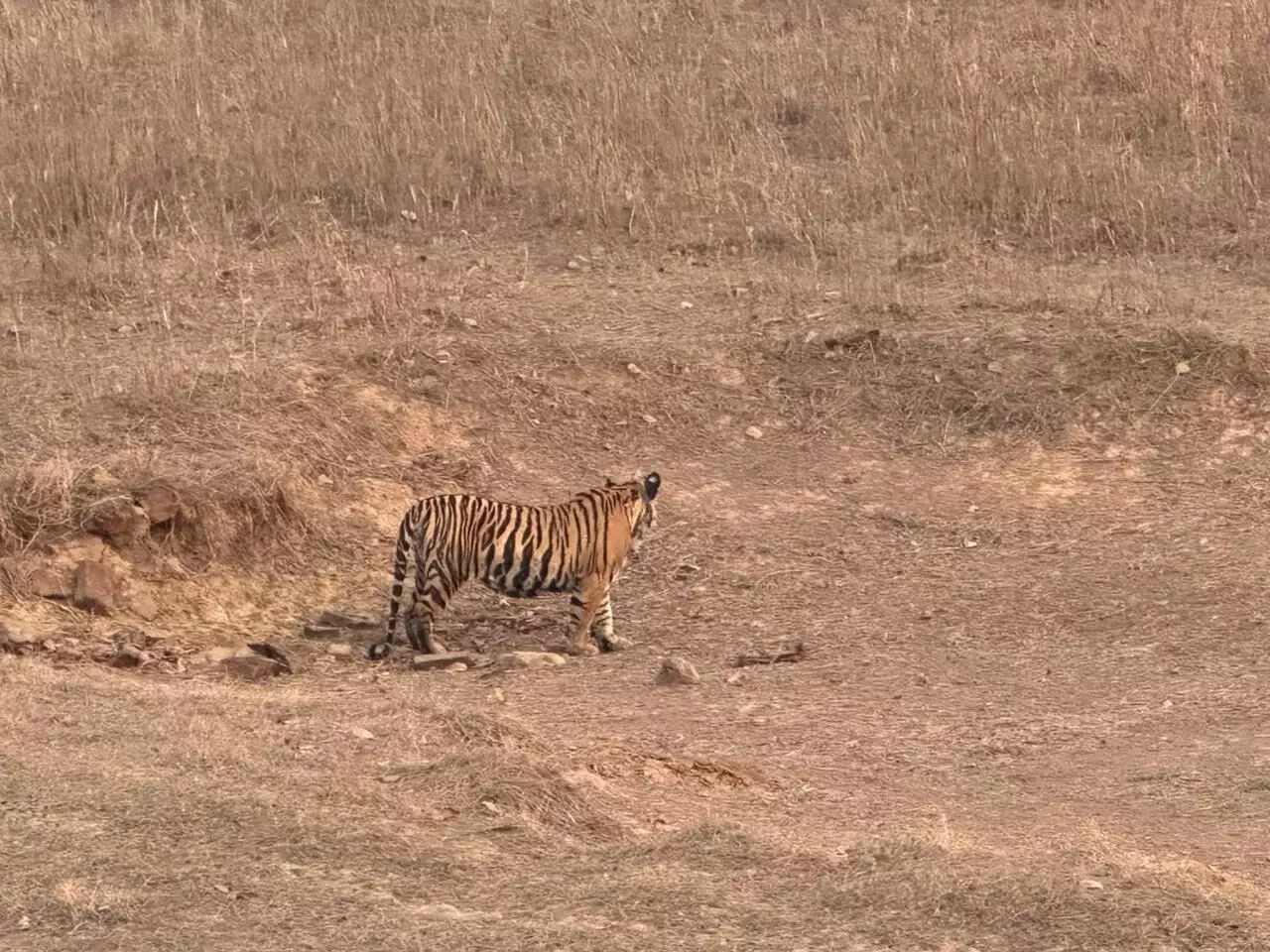 पीटीआर से सटे गांवों में बाघिन की दस्तक से ग्रामीणों की सुरक्षा बड़ा खतरा