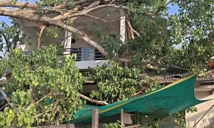 हार्डवेयर की दुकान पर गिरा पुराना पेड़