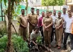 लोहगांव में बंगले के परिसर में उगाई जा रही थी गांजा की खेती, 41 पौधे जब्त