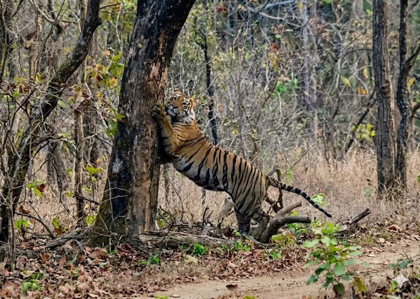 पवनी गेट बना टाइगर हॉट स्पॉट , वनराज के लगातार दीदार से भारी संख्या में उमड़ रहे पर्यटक